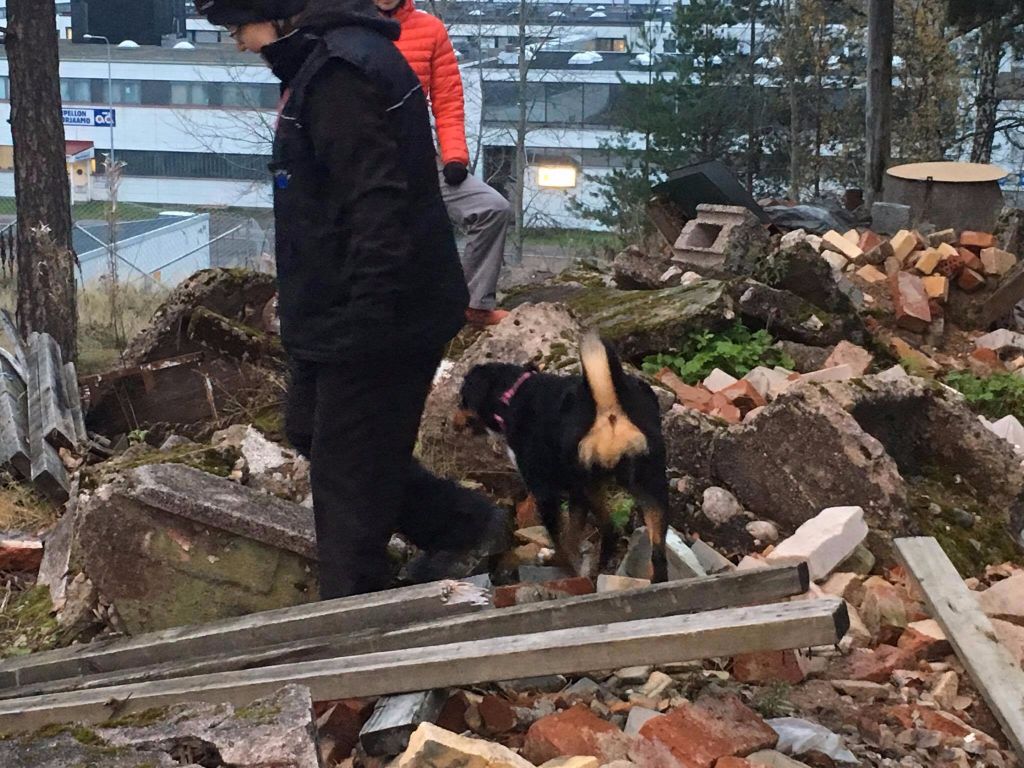 du Drakkar d'Odin - entrainement de chien sauveteur