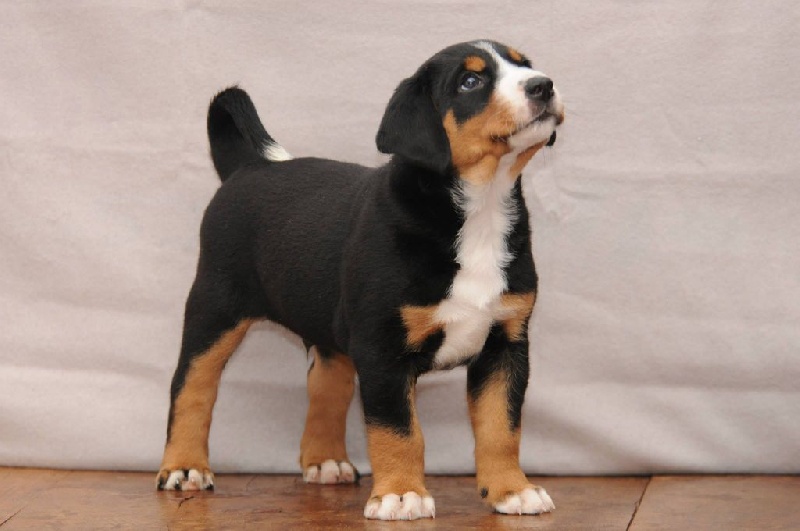 du Drakkar d'Odin - Bouvier de l'Appenzell (appenzellois) - Portée née le 16/02/2015